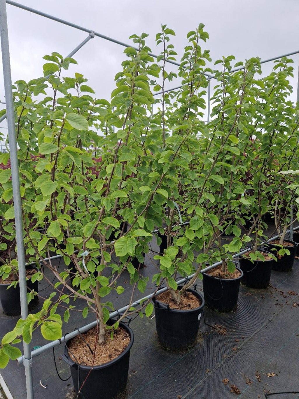 Magnolia 'Lois' - C35 175-200 CM